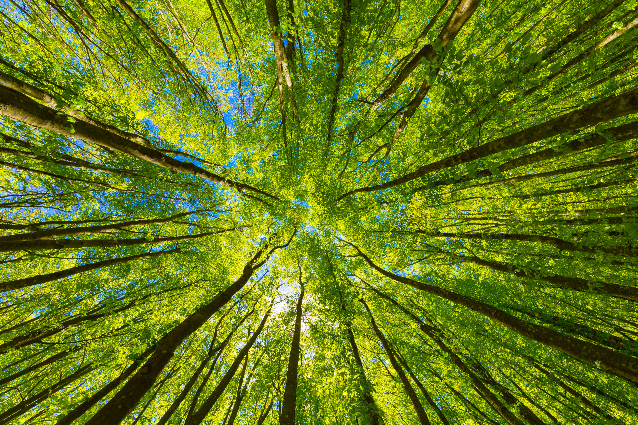 Nachhaltige, grüne Arbeitswelten, Wald von unten fotografiert