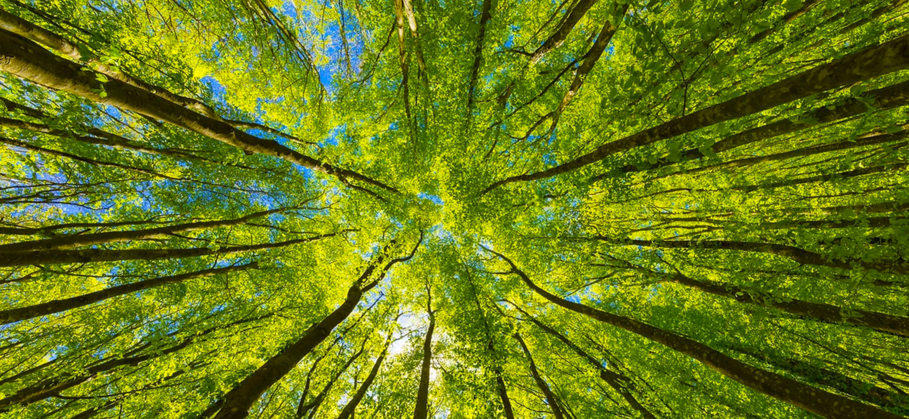 Sonnenlicht durch einen grünen Wald